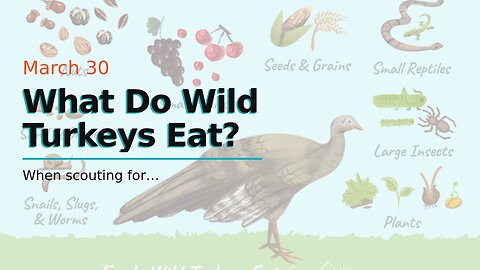 What Do Wild Turkeys Eat?