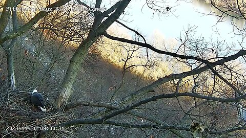 Hays Eagles Beautiful view of the Hays nest area, M shows us a gorgeous flyoff! 11-30-2023 9:00am