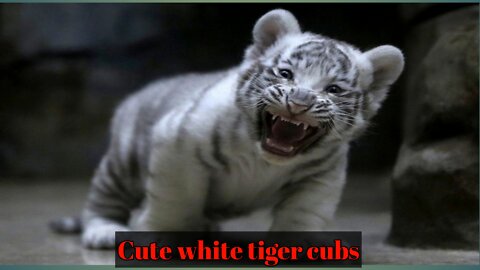 Thank God I never messedUp with these pets|Transformation of pets #whitetiger