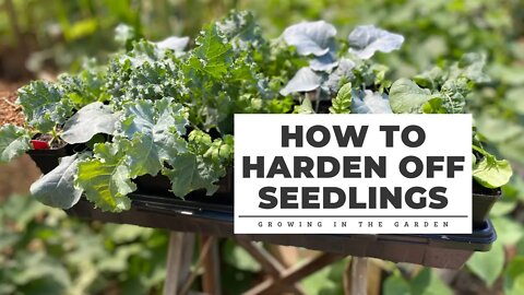 How to Harden Off Seedlings: Growing in the Garden