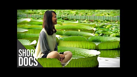 Giants of Nature: The Biggest Plants in the World | Free Documentary Shorts
