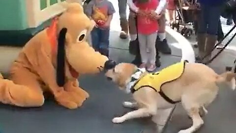 Service Dog Is Incredibly Happy To Meet Pluto At Disneyland