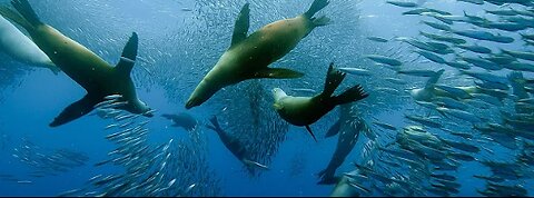 Sardine Feeding Frenzy with Sharks, Penguins