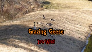 Grazing Geese