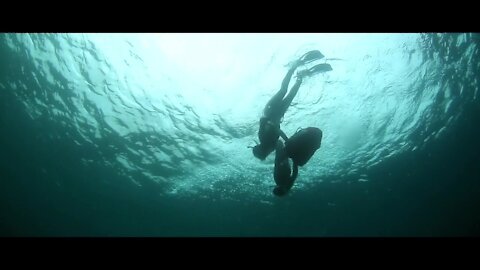 Friendly seal gets playful with diver