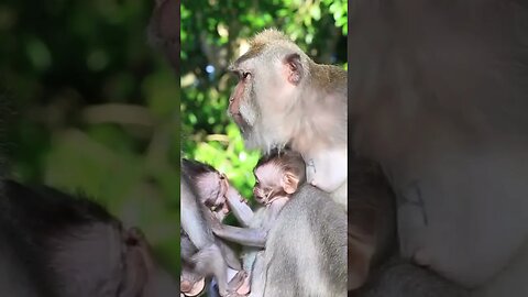 Shadows of Discord: A Startling Wake-Up Call | Monkey Family | Playing With Their Infants!