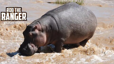 Hippo Navigates Through The Rapids | Maasai Mara Safari | Zebra Plains