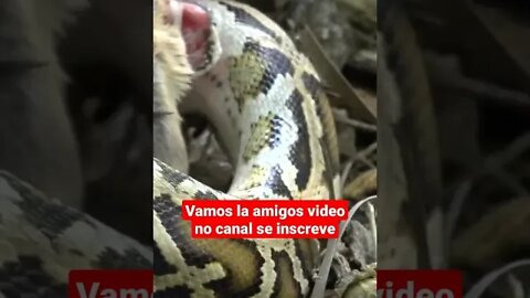 python cobra ataca rato #shorts #python