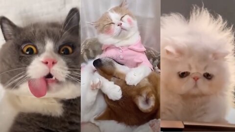 Super Cute Cats Compilation 