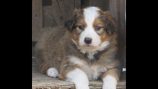 Week 5- English Shepherd Puppies