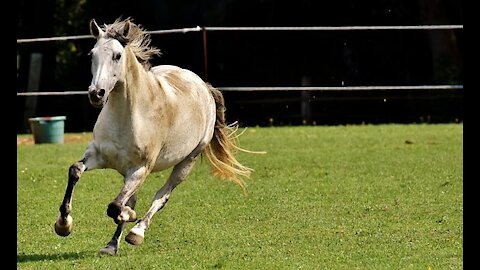 Horse soo cute