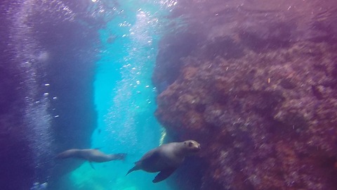 Fearless sea lions frolic among scuba divers