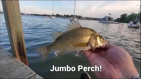How to Punish White Perch in the Chesapeake Bay #whiteperch #Chesapeakebayfishing #fishing