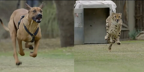 Who is more faster cheetah or dog?? Lets see 👀