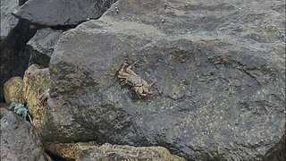 Paradise of CRABS in the southern coast of Sri Lanka