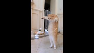 Cat jump rope