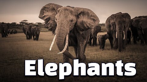 12 Interesting Facts of Elephants: Knowledge for Kids about Elephants