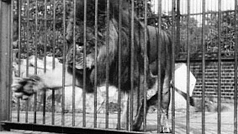 Lion, London Zoological Gardens (1896 Film) -- Directed By Alexandre Promio -- Full Movie