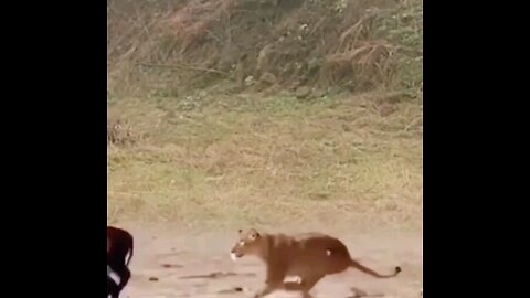 Lioness Attack On Sable Antelope