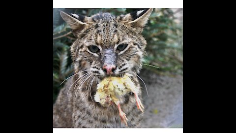 Back To Nature Wildlife Refuge Resident Bobcat Jagger