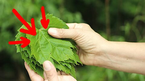The Tea Made From These Leaves Has So Many Health Benefits!