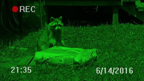 Raccoon escapes with massive bag of cat food