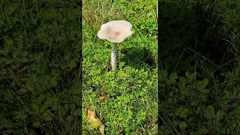 Mycelium/Mushrooms of Mountain Lakes, NJ 🍄 #mushrooms #mycelium #nj #fungi