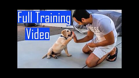 Labrador Puppy Learning and Performing Training Commands | Dog Showing All Training Skills