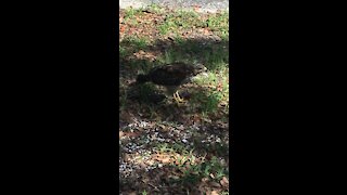 A beautiful ring tailed hawk having breakfast