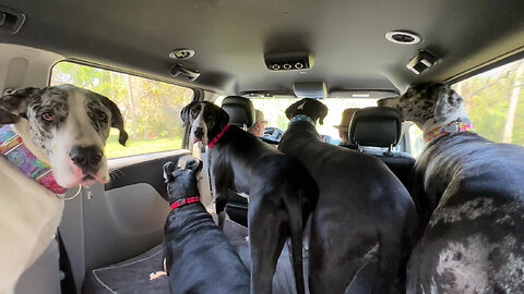 Pack Of Great Danes Excited To Go To The Beach