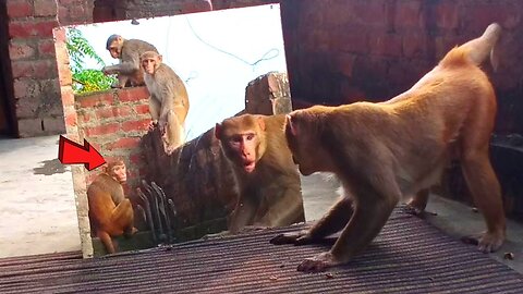 Mirror Vs Monkeys | Mirror Prank on Monkeys-Part 4 | Try Not To Laugh..