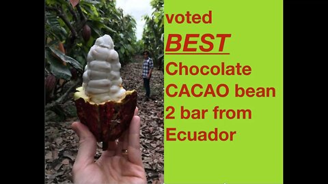 Best chocolate, Award winning cacao from Ecuador!