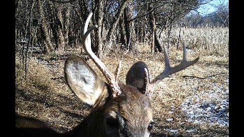 Fred Zeppelin 2022, Antlers Or Not, Bucks Keep Up The Fight!