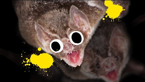 Vampire bats drink blood