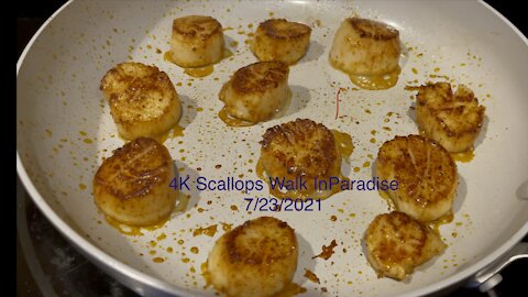 4K Scallop “Walks” In Paradise. This is for you Judi! ASMR