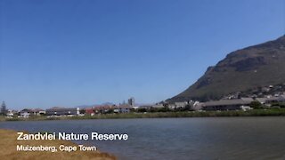 SOUTH AFRICA - Cape Town - Cape Town International Kite Festival (Video) (ZMZ)