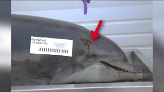SWFL Crime Stoppers looking for suspect who stabbed dolphin to death