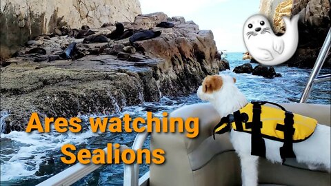 Ares watches Sealions 🦭🦭 Jack Russell Terrier first encounter