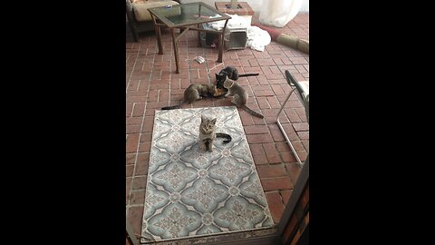 We tamed a family of Tustin feral cats 🐈‍⬛