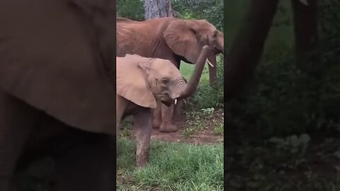 ADORABLE! Baby elephant figuring out his trunk #animal