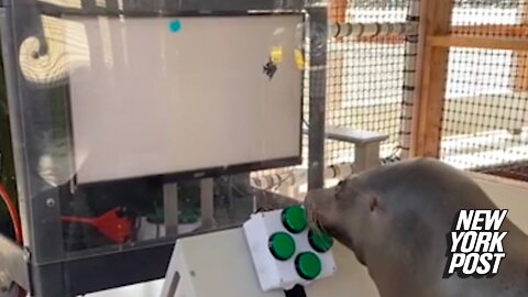 Video game-playing sea lion is ready to be a Navy SEAL