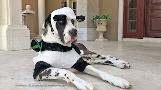 Halloween Harlequin Great Dane Models His Panda Costume