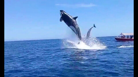 Orca hunts and brutally rams dolphin in mid-air [shocking]