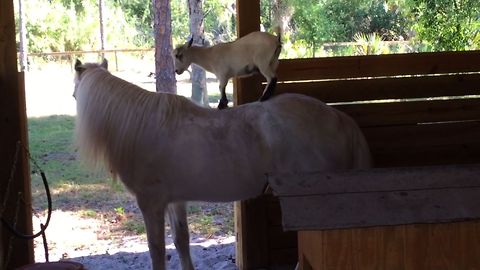 Goat Rides Pony