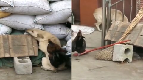 Dog and rooster fight! Best Dog Funny video