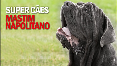 O gigante molosso Mastim Napolitano. Neapolitan Mastiff - Mastino