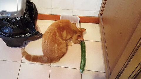 Elvis is not afraid of cucumber