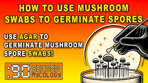 How to Use Mushroom Swabs to Germinate Spores \\ Fungi & Agar