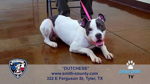 Paw Pals TV: "Wet Nose Wednesdays" featuring Dutchess now ready for adoption!