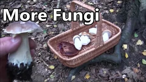 Another September Fungi Hunt 2022 in Super Dark Woods